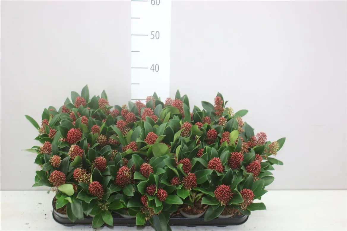 Skimmia Rubella 4+ • črepník 9 cm