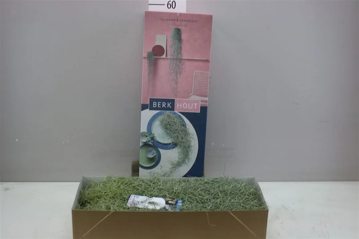 Tillandsia Usneoides 50cm