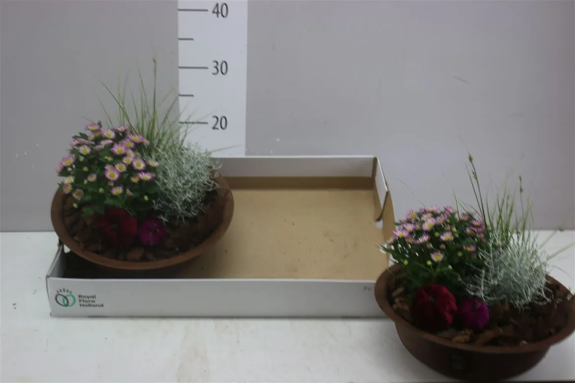 Arr Tuinplanten In Zinken Schaal Roest • črepník 29 cm