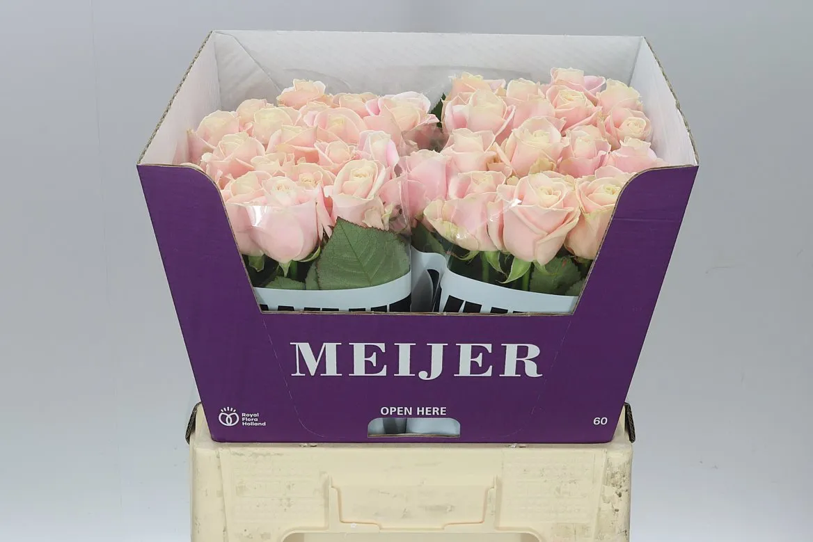 Ruža Sweet Avalanche Meijer White • 60 cm