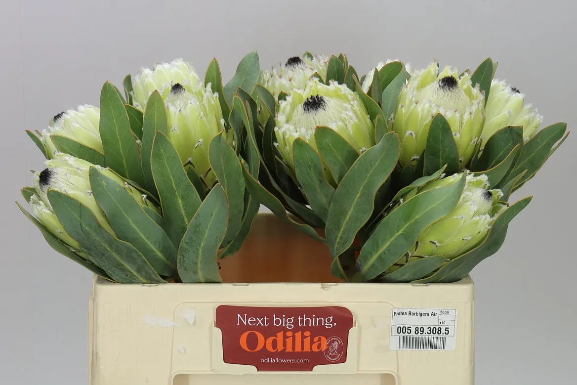 Protea Barbigera Polar Princess • 50 cm