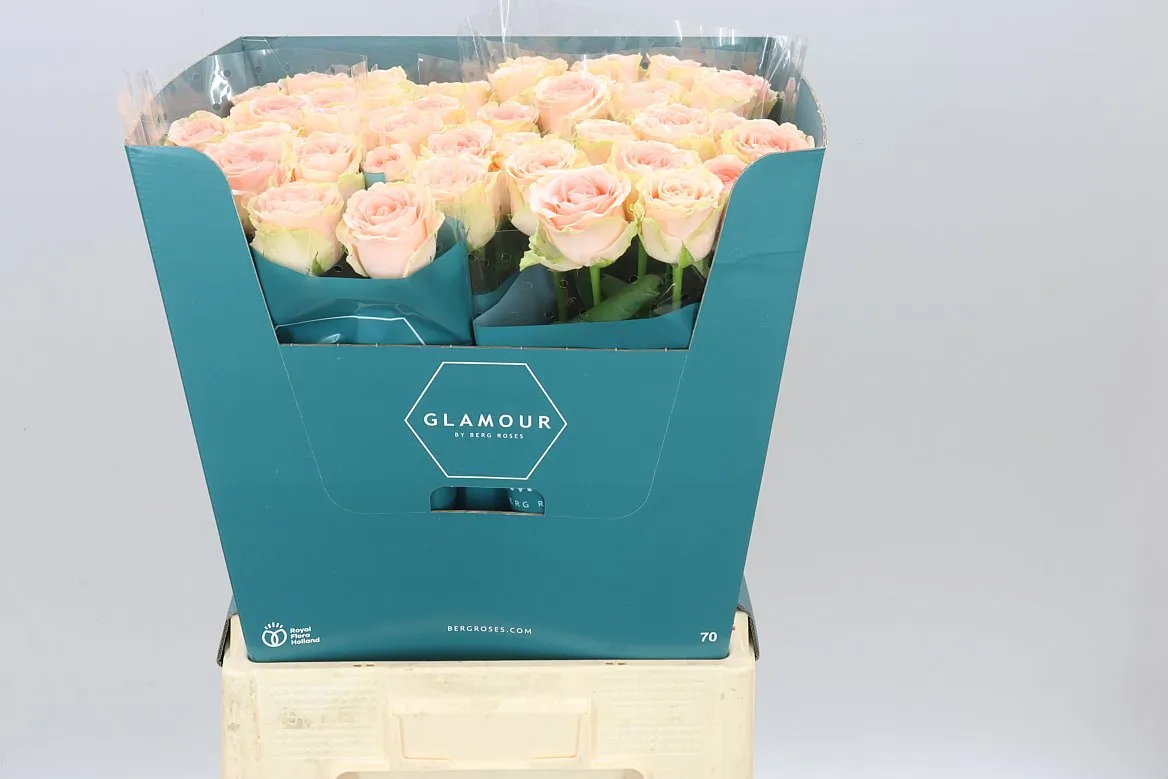 Rosa Gr Doris Day • 70 cm