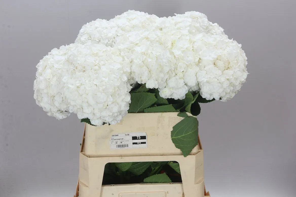 Hortenzia Highnes • 80 cm