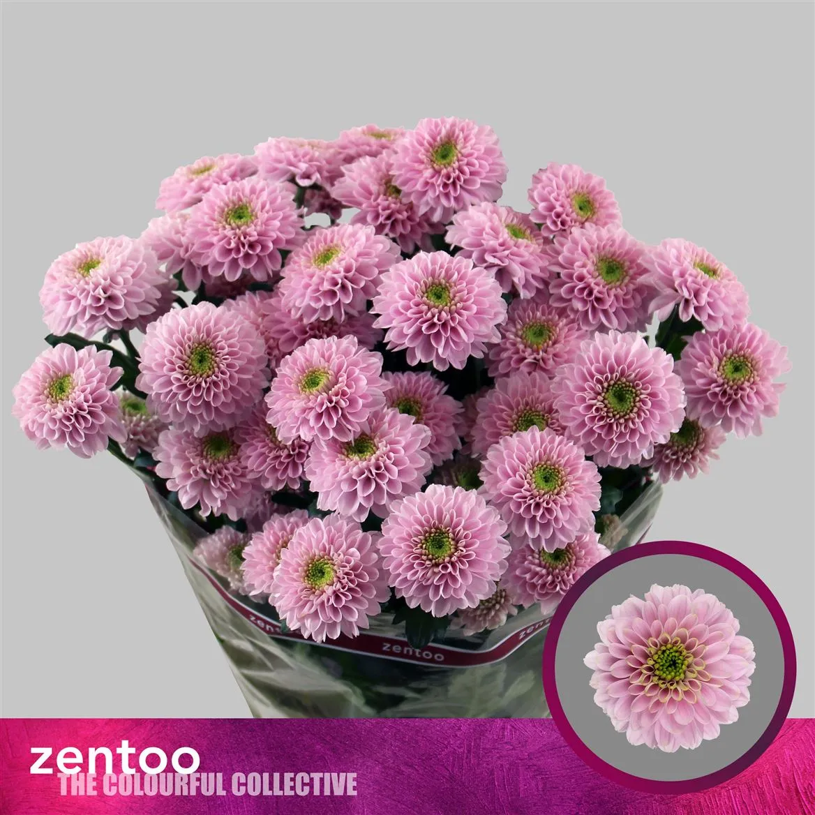Chryzantéma trsová Letsgo Pink • 70 cm
