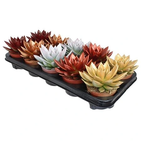 Echeveria Matal Xmas mix • črepník 10,5 cm