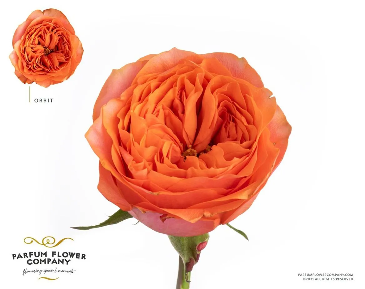 Rosa Gar Orbit • 50 cm