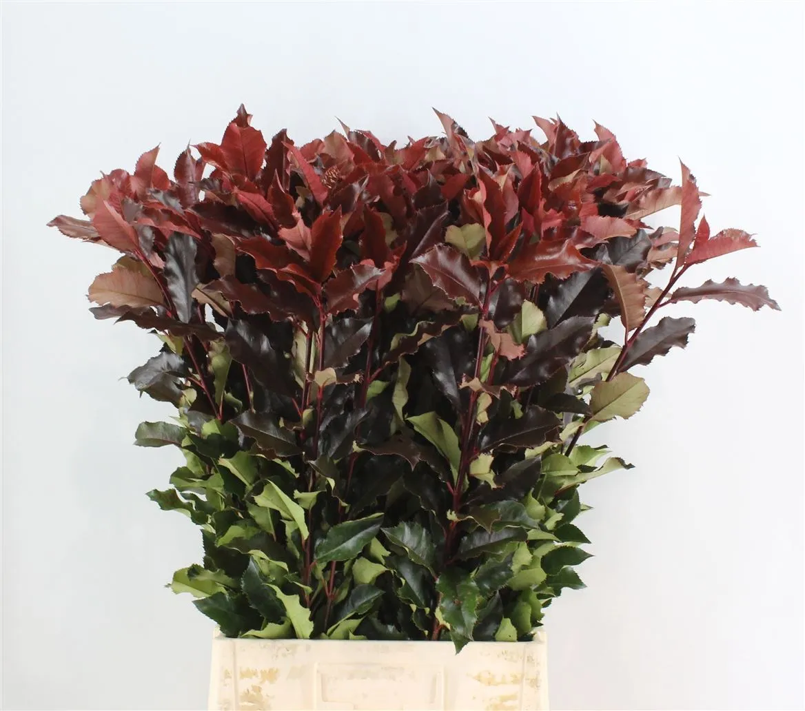Photinia Magical Volcano • 90 cm