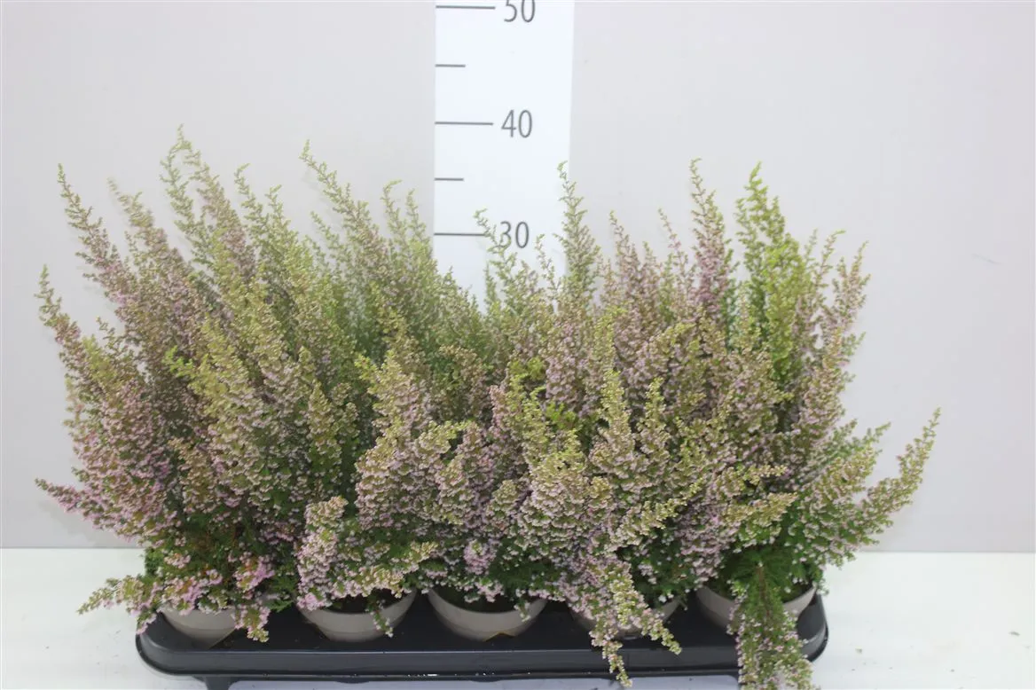Erica Car Ann Sparkes Roze • črepník 12 cm