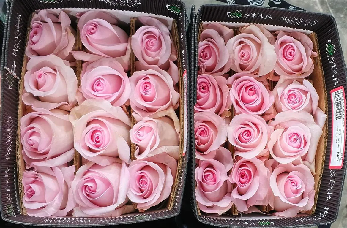Rosa Gr Ec Pink Porcelain • 50 cm