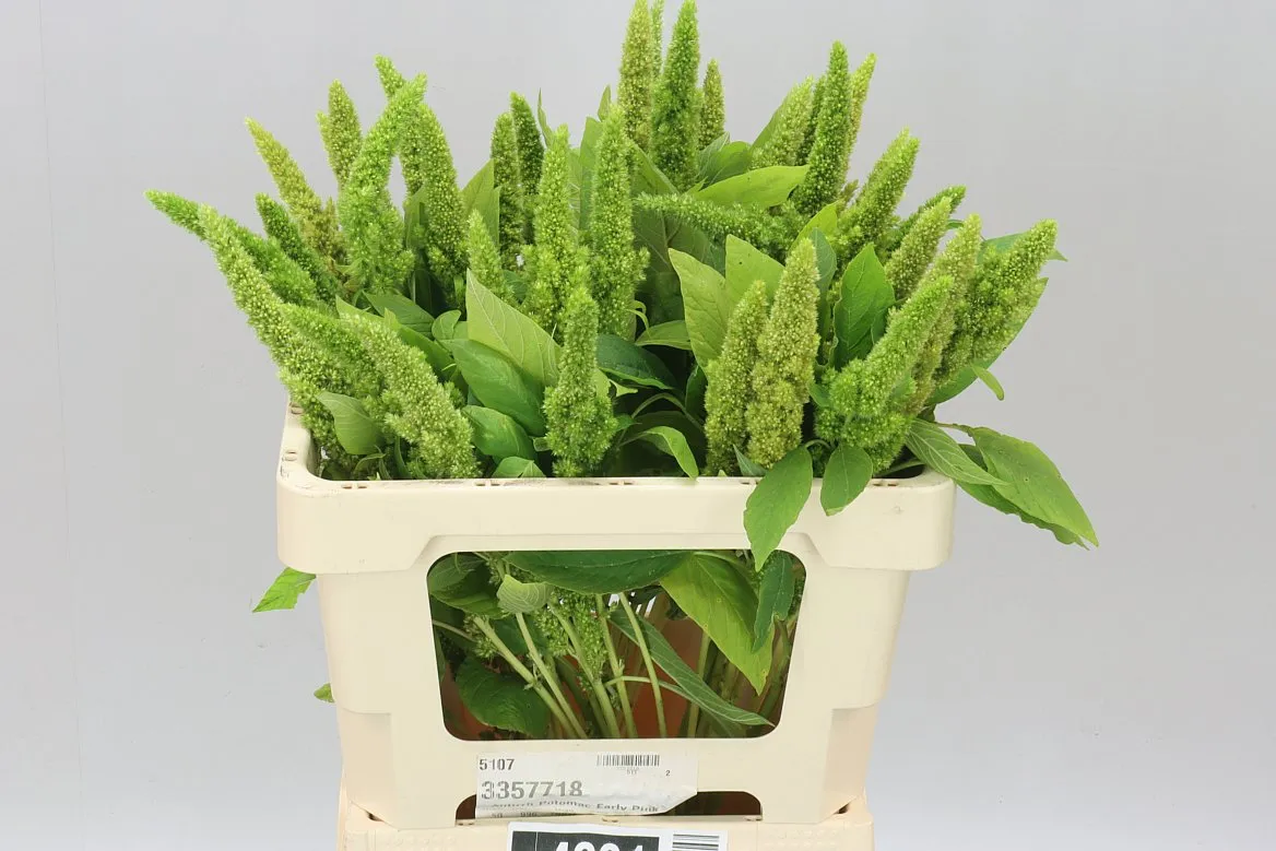 Amarant Green Thumb • 60 cm