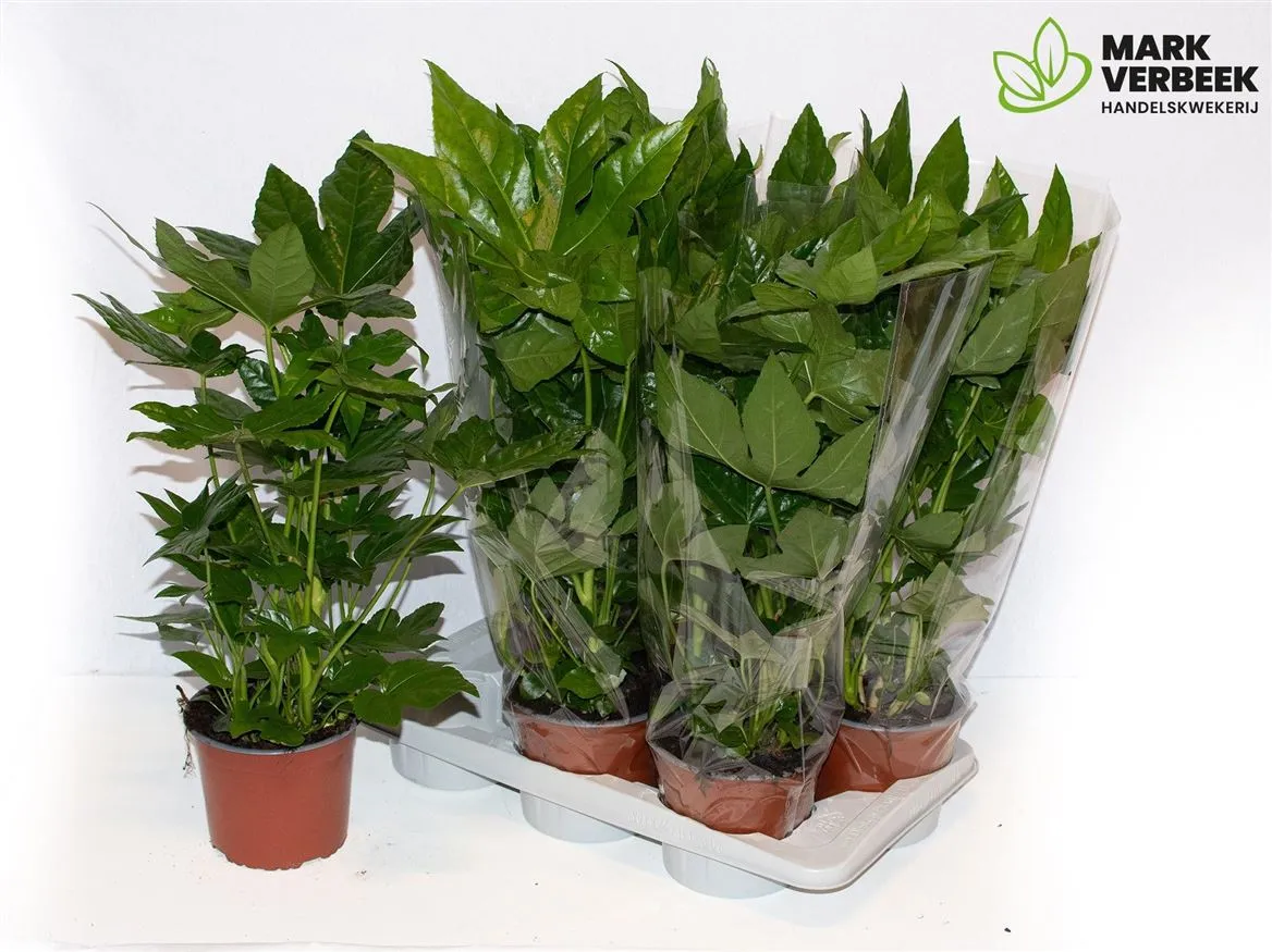 Fatsia Japonica • črepník 17 cm