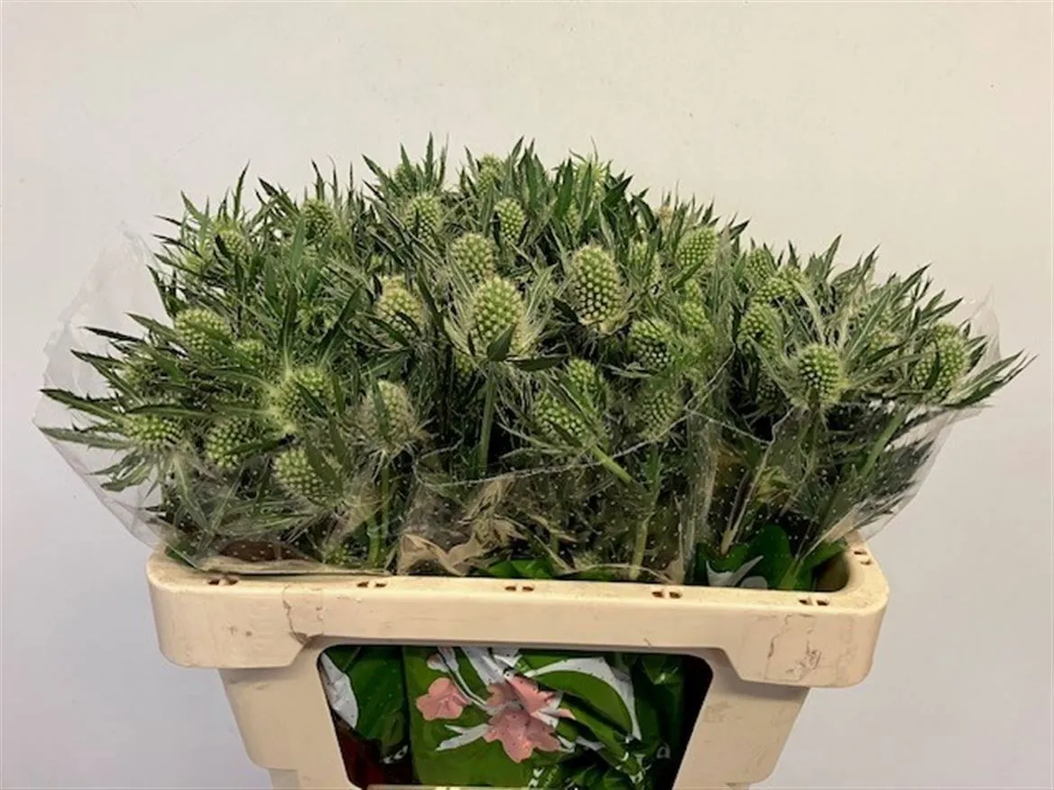 Eryngium Whit Lagoon • 50 cm