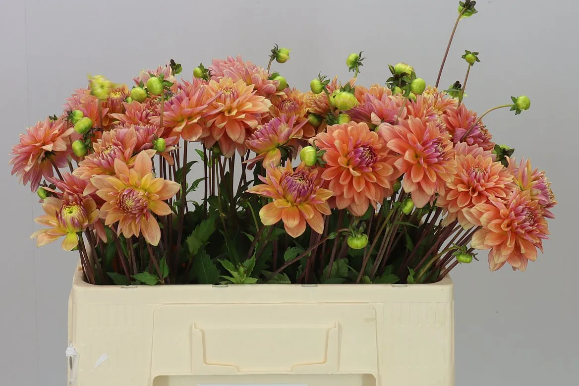 Dahlia Peach Delight • 50 cm