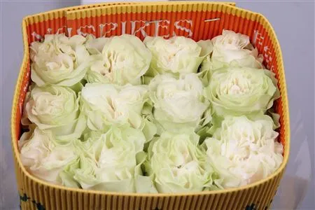 Rosa Gr Ec Moonstone • 60 cm