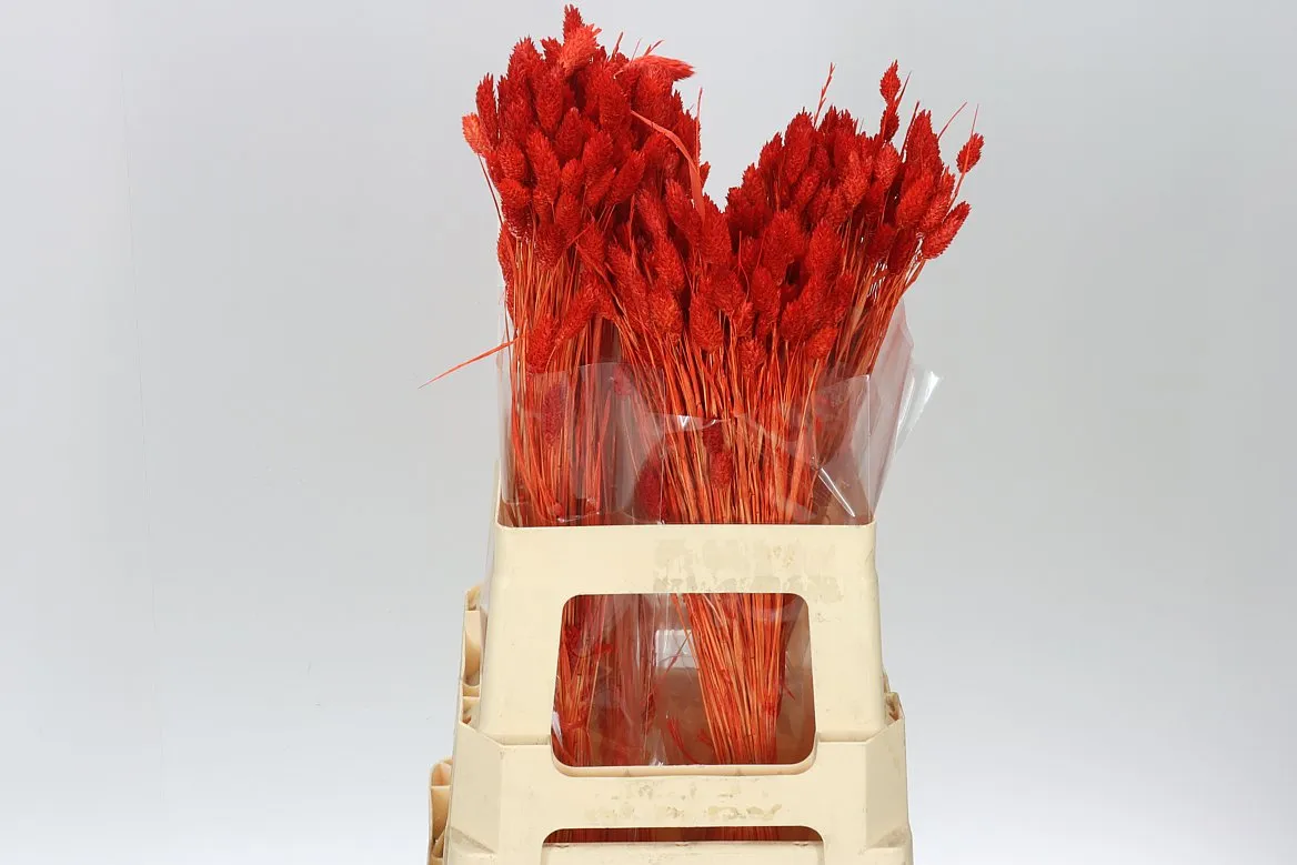 Dried Phalaris Orange • 65 cm
