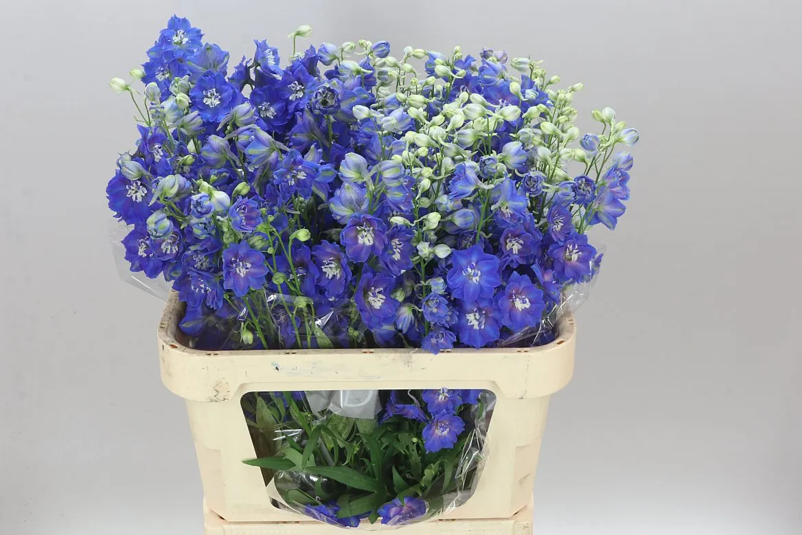 Stračonôžka Elatum Blue Emerald • 80 cm