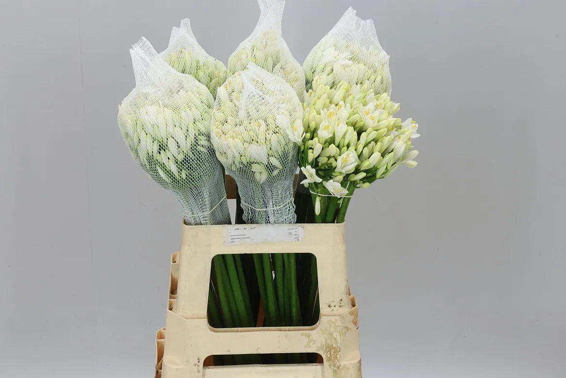 Agapantus Gletsjer White • 60 cm