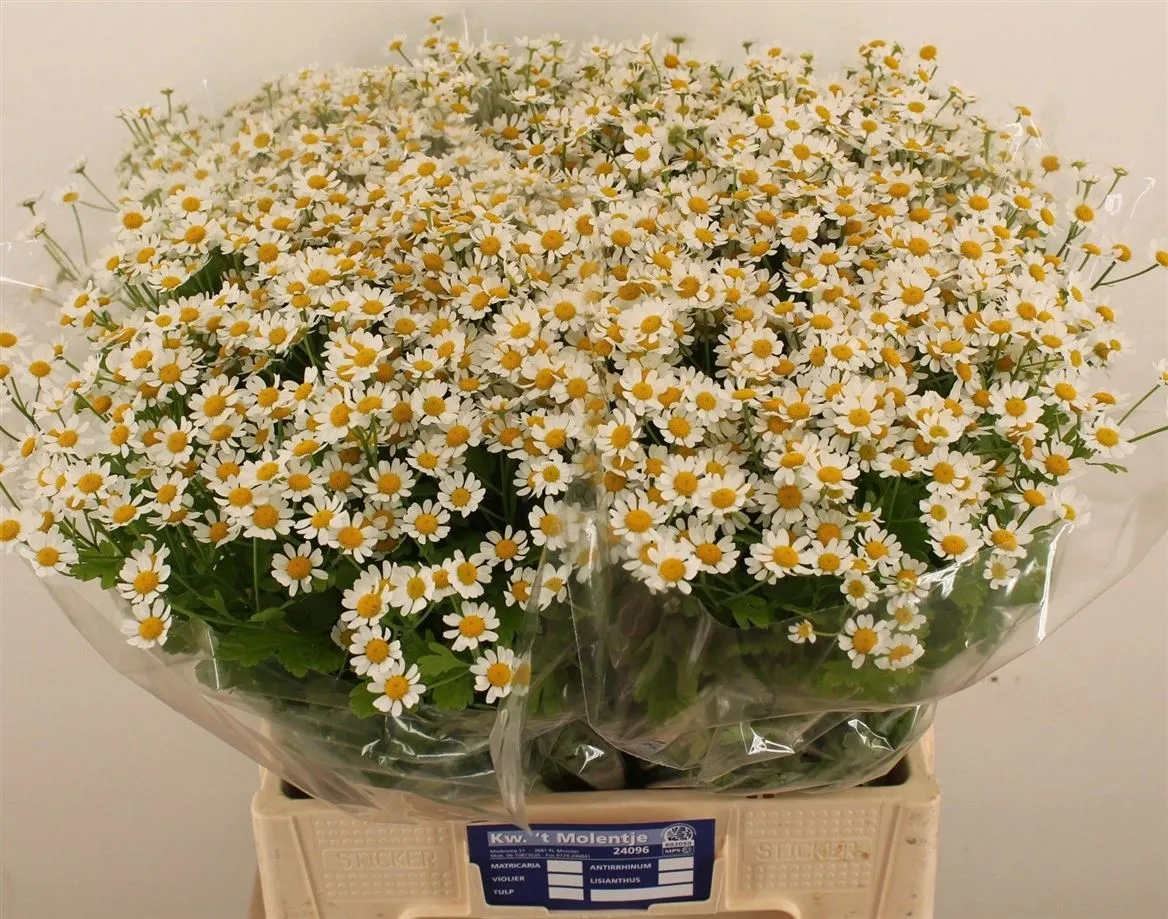 Tanacetum Cameron • 60 cm