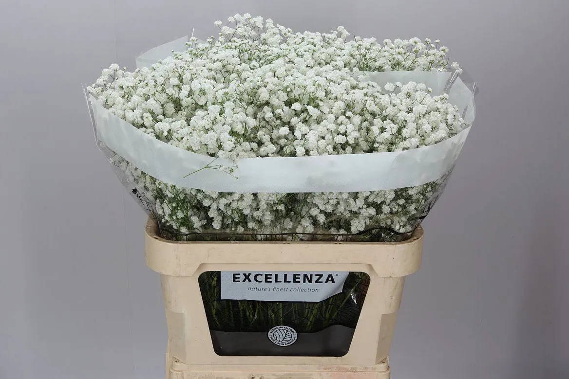 Gyps Xlence Ex 40 Gr • 80 cm