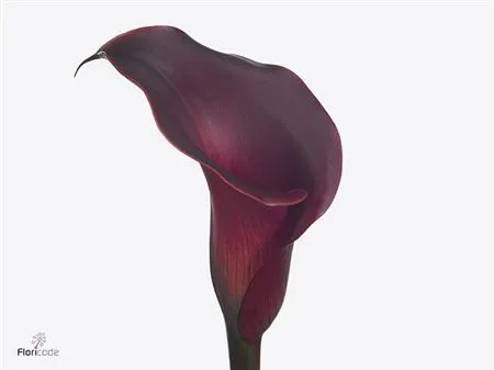 Zant Red Charm • 60 cm