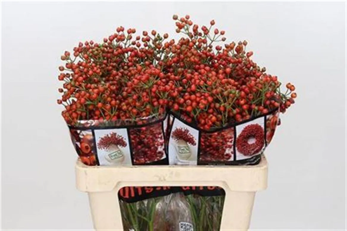 Šípky Autumn Rosefruits • 55 cm