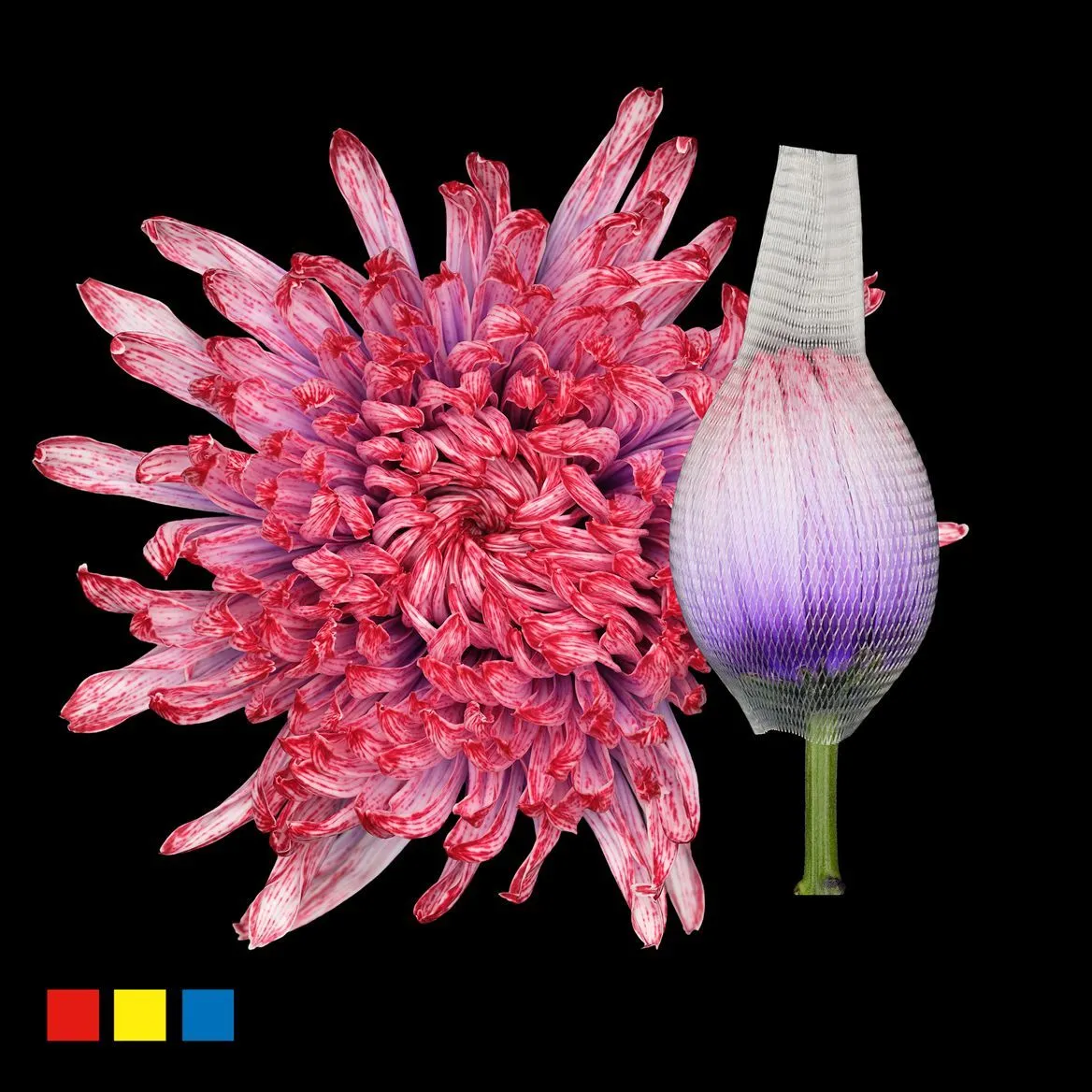 Chryzantéma veľkokvetá Stravina Passion • 70 cm