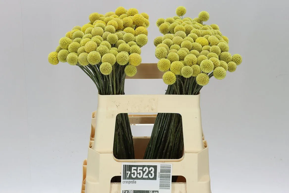 Craspedia • 60 cm