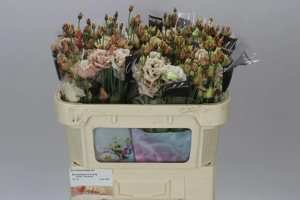 Eustóma Dy Alissa Brownies • 72 cm