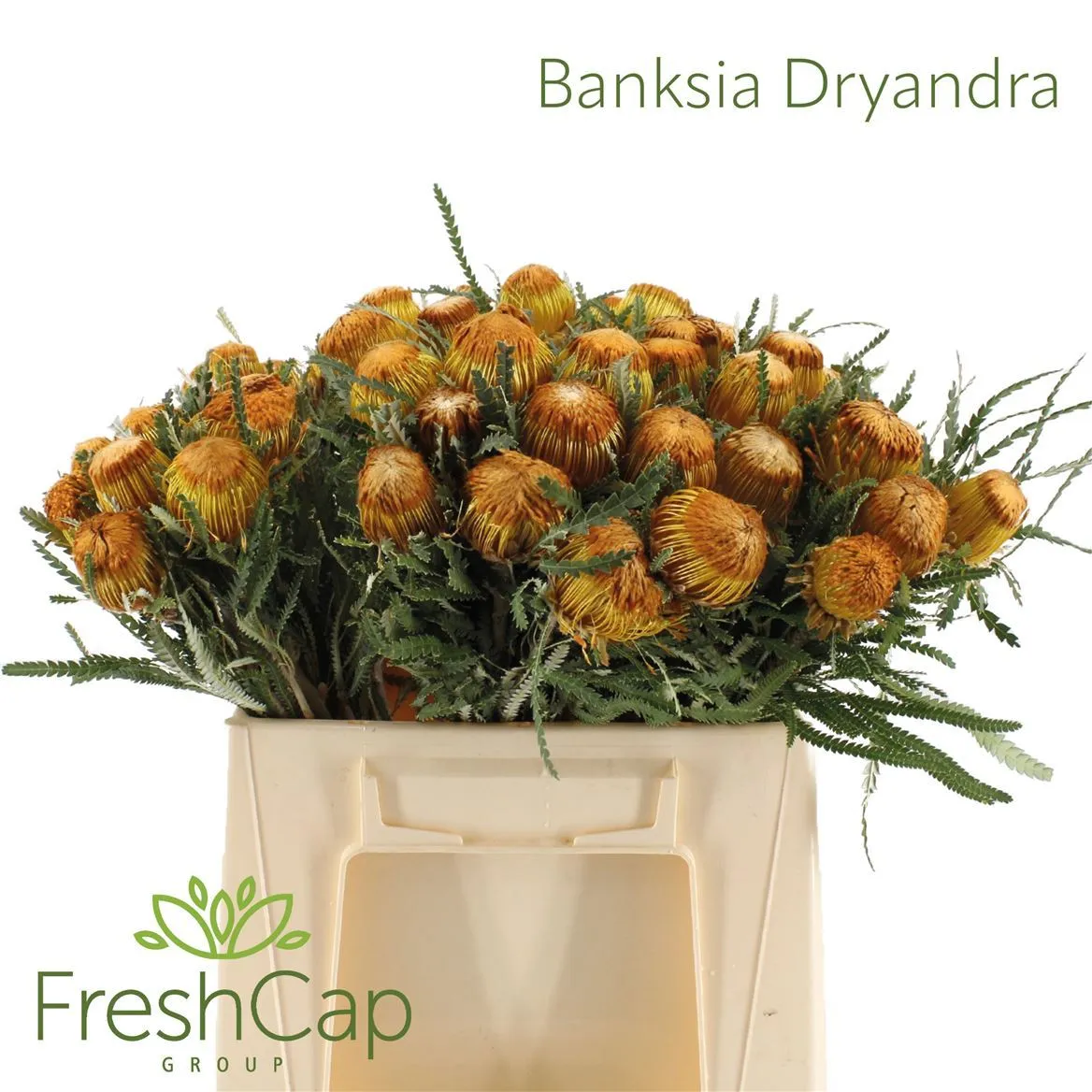 Banksia Dryandra • 40 cm