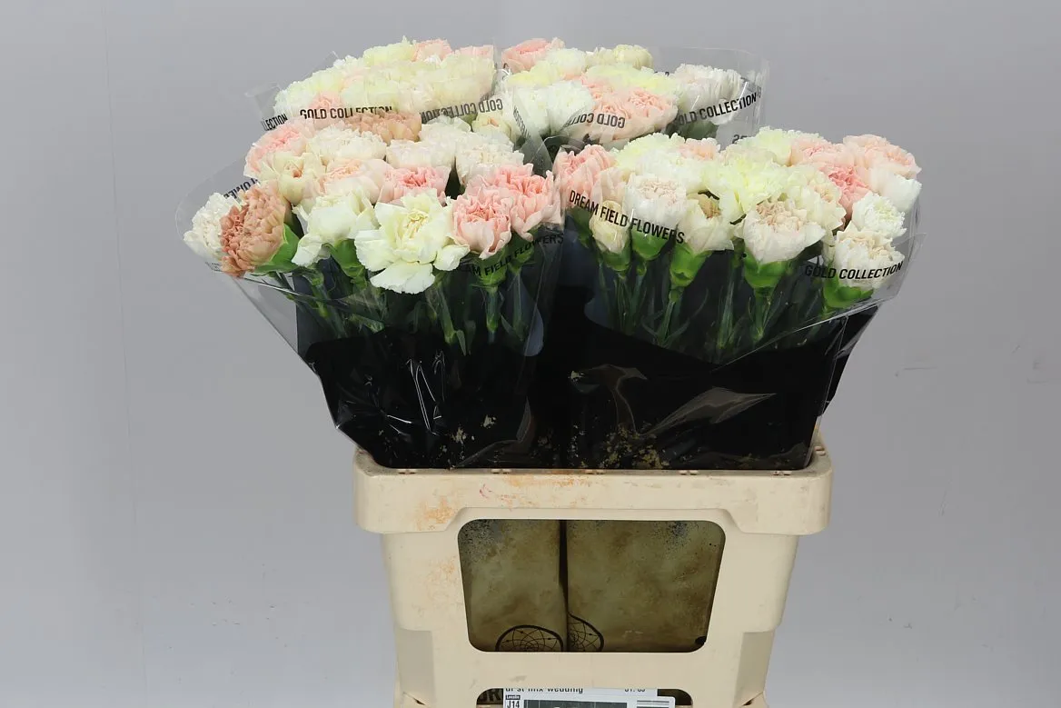 Di St Mix Wedding • 65 cm