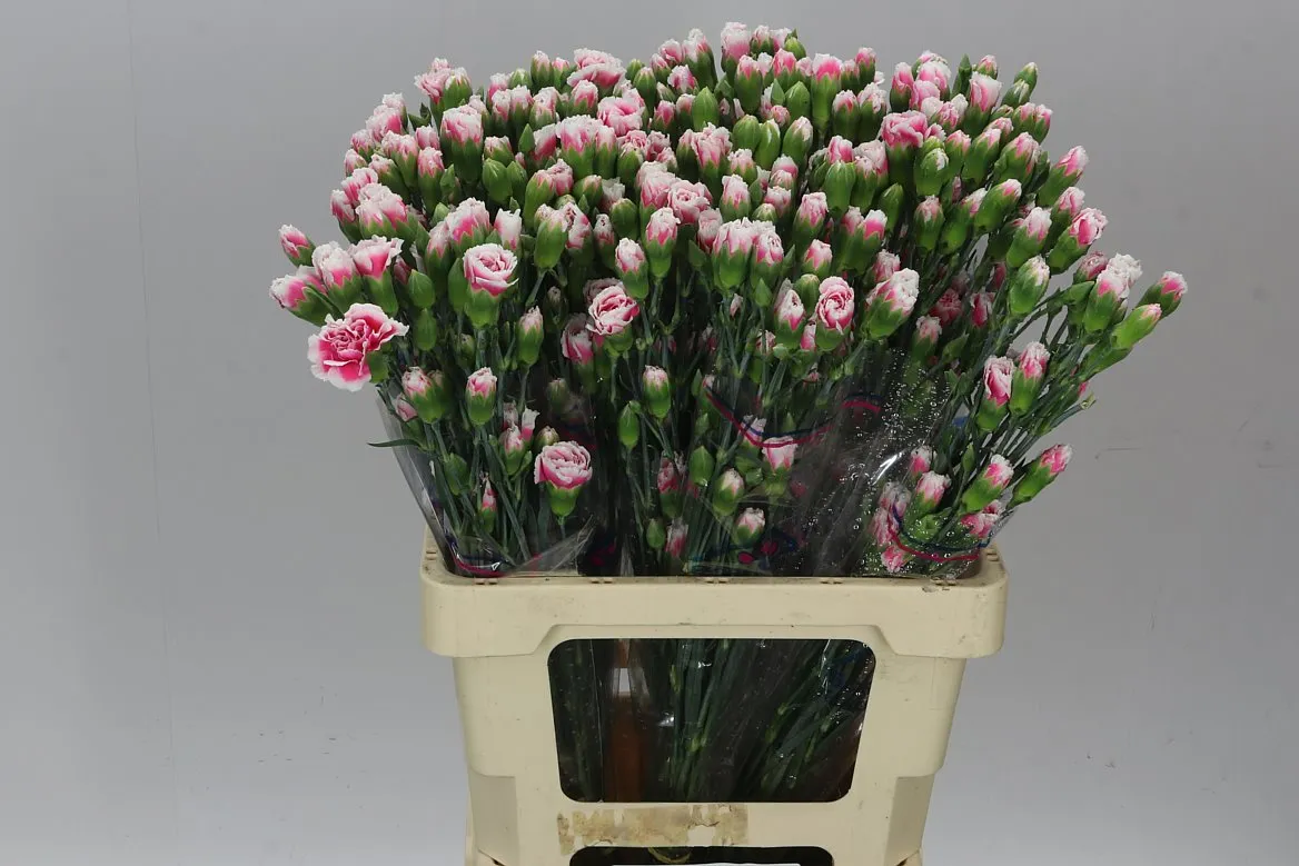 Karafiát trsový Cherry Tessino, Kolumbia • 60 cm
