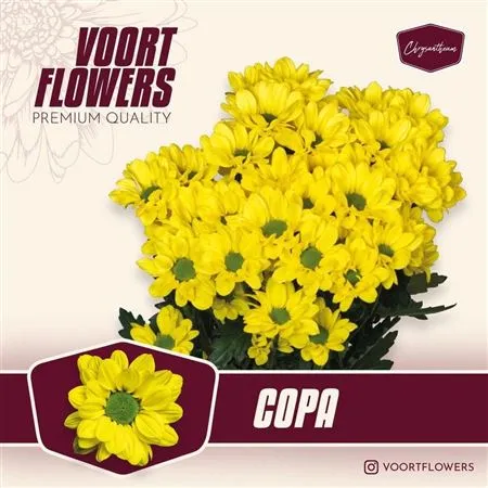 Chr T Copa • 70 cm