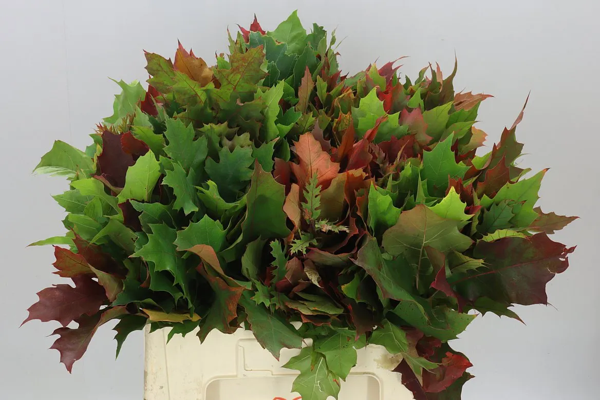 Quercus Rubra • 60 cm