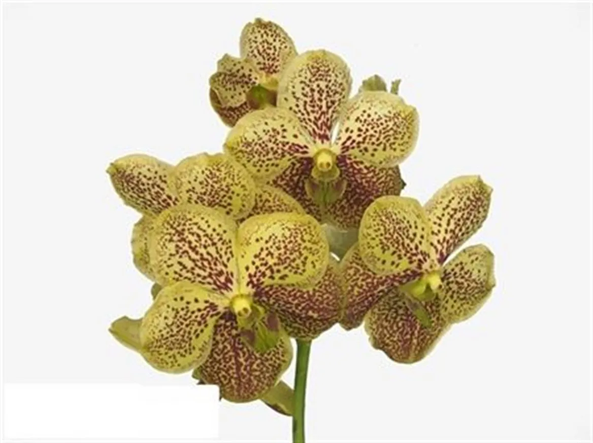 Orchidea Vanda Su Banana Spot • 30 cm