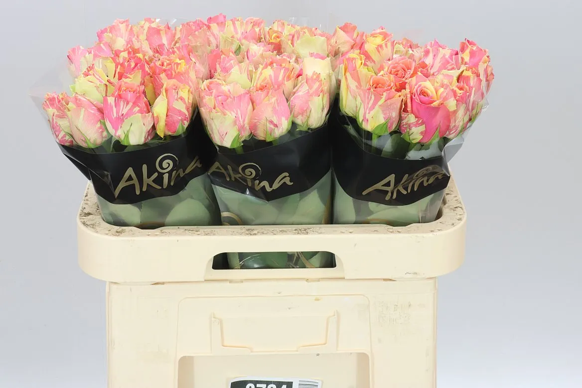 Rosa Gr Gar Fiesta • 60 cm