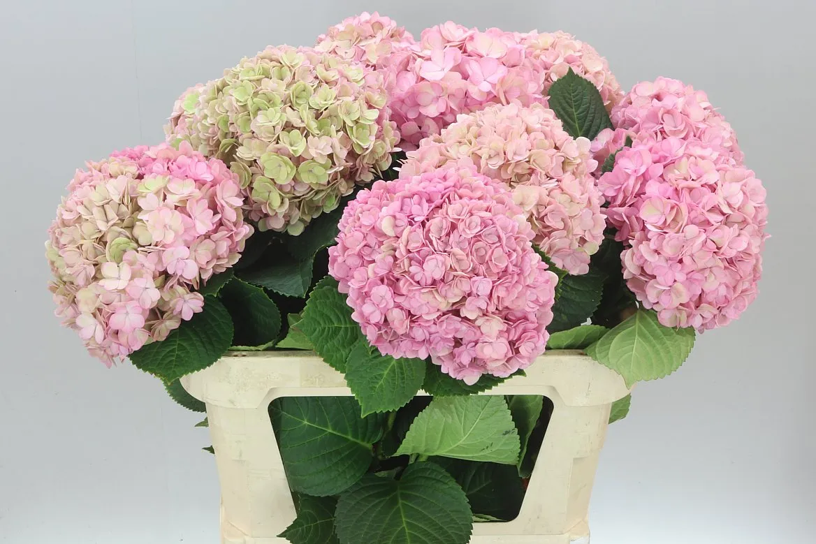 Hydrangea Adora Classic • 80 cm