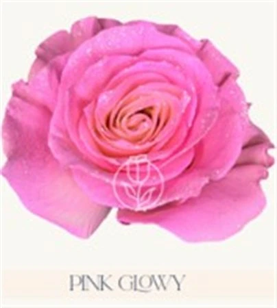 Ruža farbená Pink Glowy, Ekvádor • 50 cm