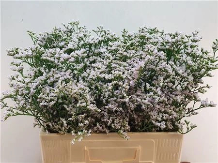 Limónium Casp White Neto • 60 cm