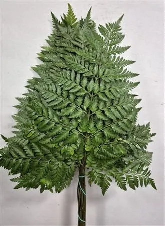 Ledervaren Xxxl X25 Spain • 60 cm