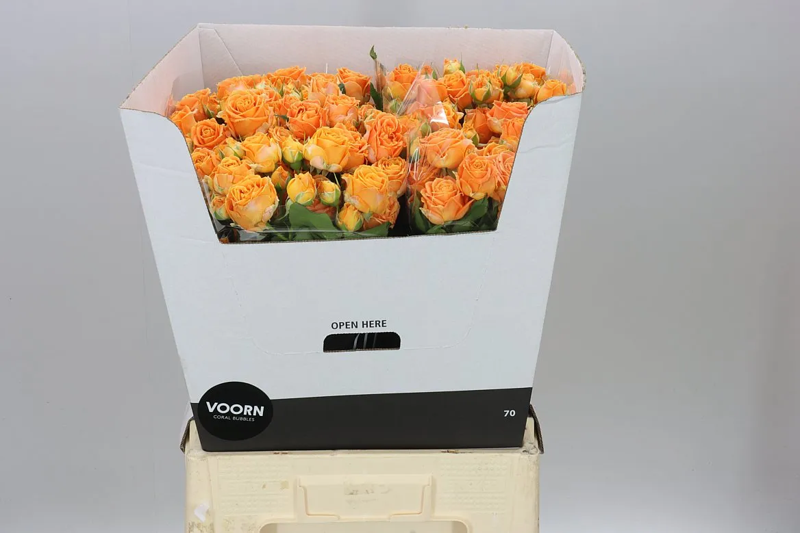 Rosa Tr Coral Bubbles • 70 cm