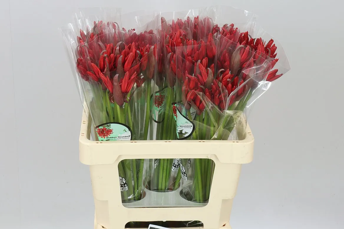 Nerine Sa Lydia Red • 55 cm