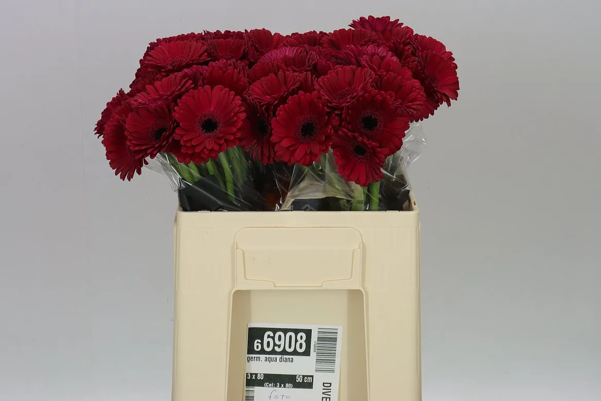 Germini Aqua Diana • 50 cm