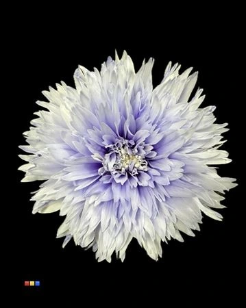 Chryzantéma veľkokvetá Undercover Pastel Lilac • 70 cm