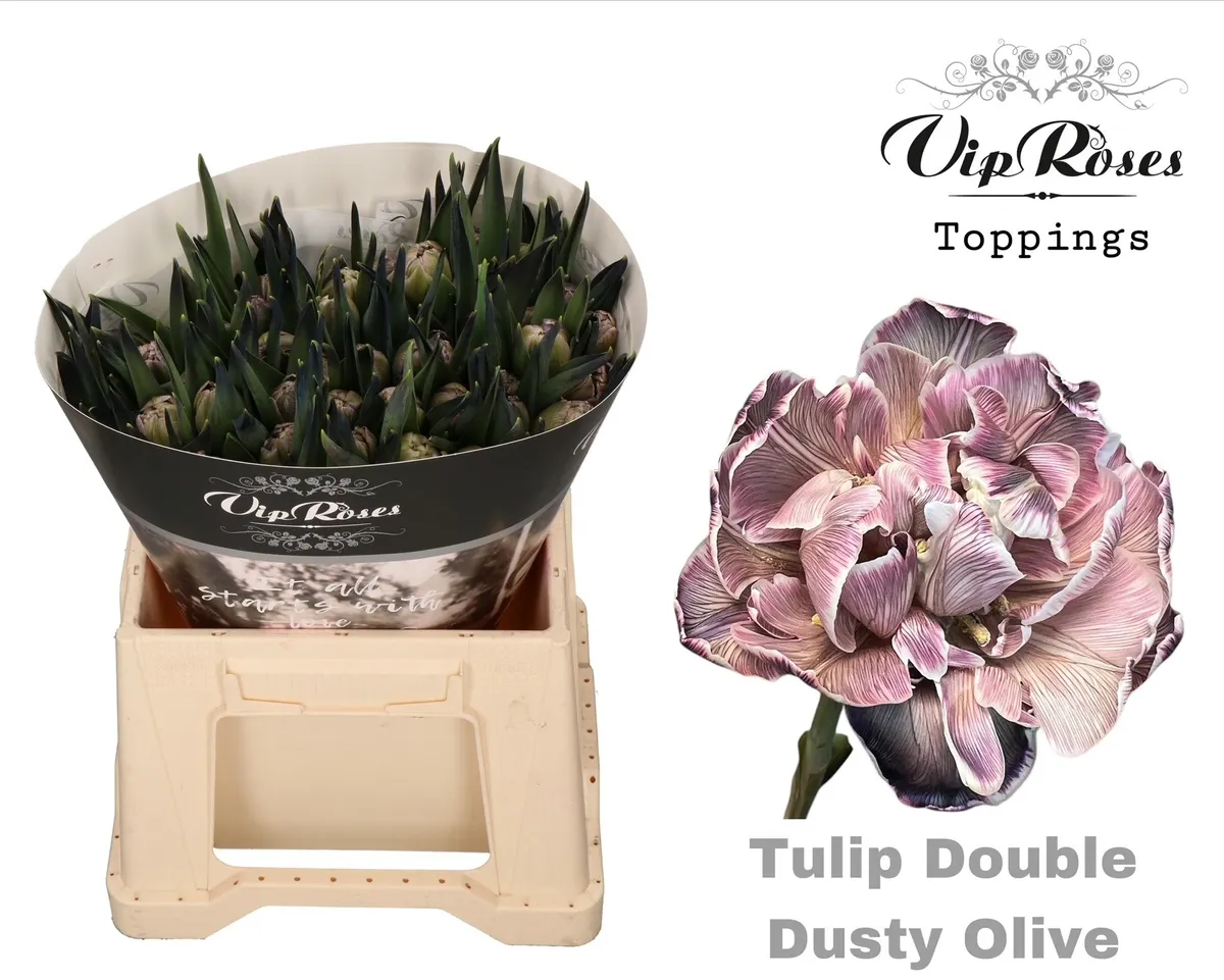 Tulipán plnokvetý Double Dusty Olive • 38 cm