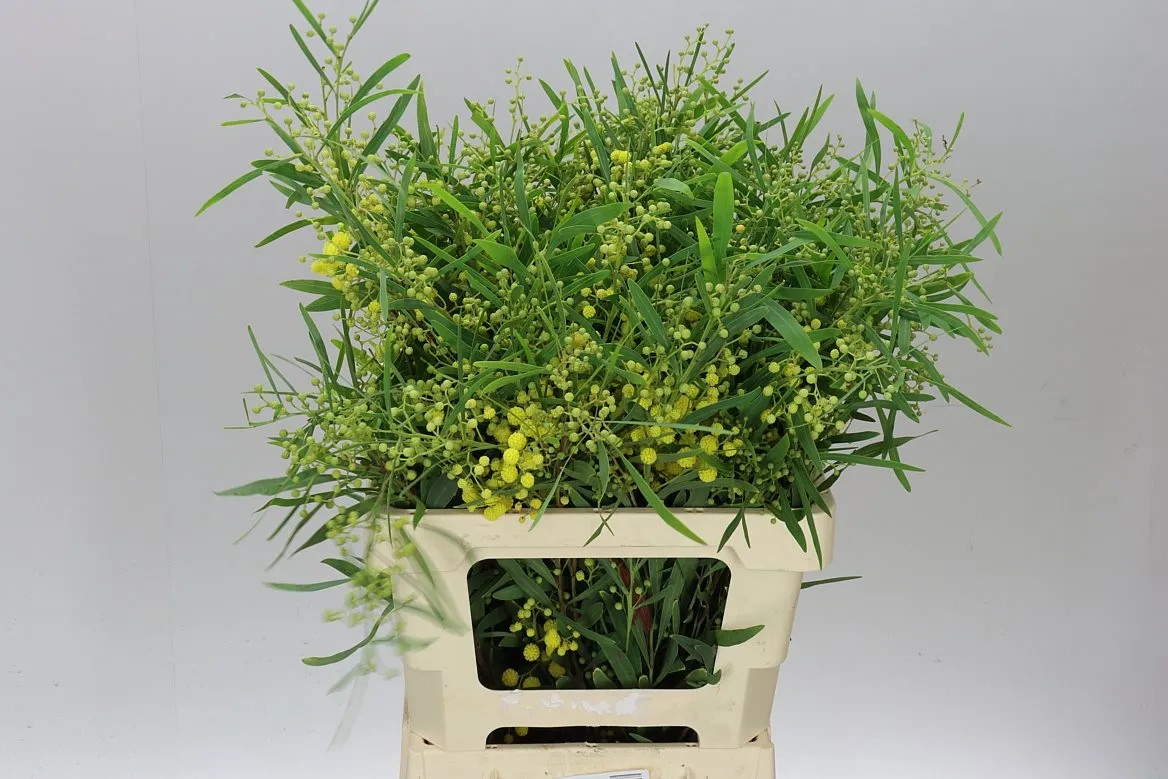 Acacia Retinodes Flowering • 65 cm