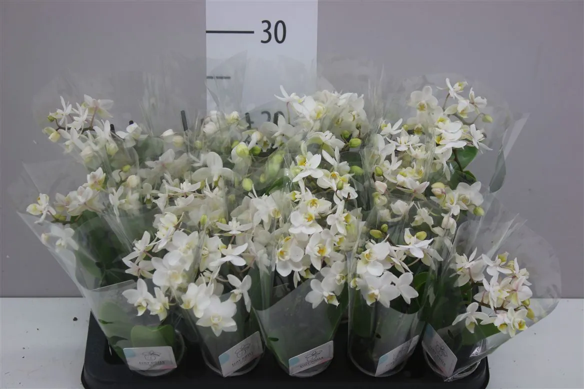 Orchidea Phalaenopsis Mini biela, 2 výhony • črepník 6 cm