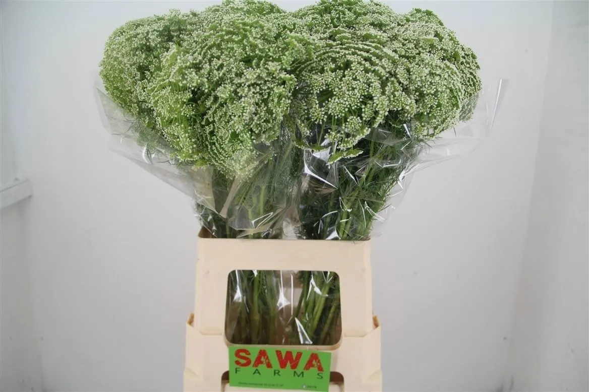 Ammi Visnaga A2 • 70 cm