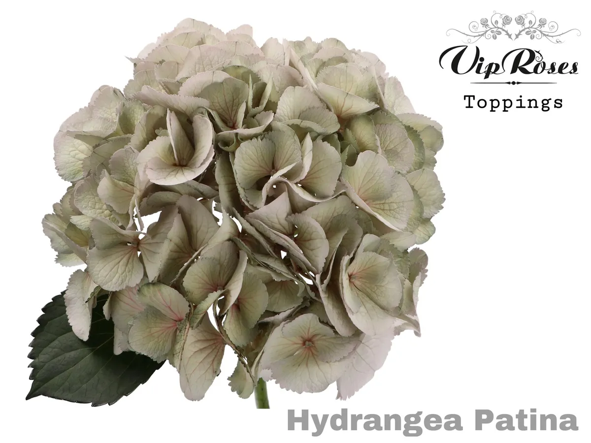 Hydr M Patina L 60 Cm • 60 cm