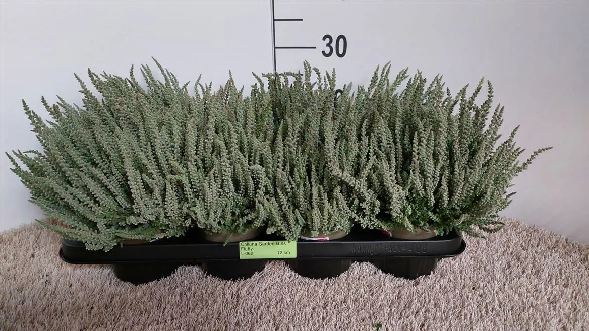 Calluna G.girls Fluffy • črepník 12 cm