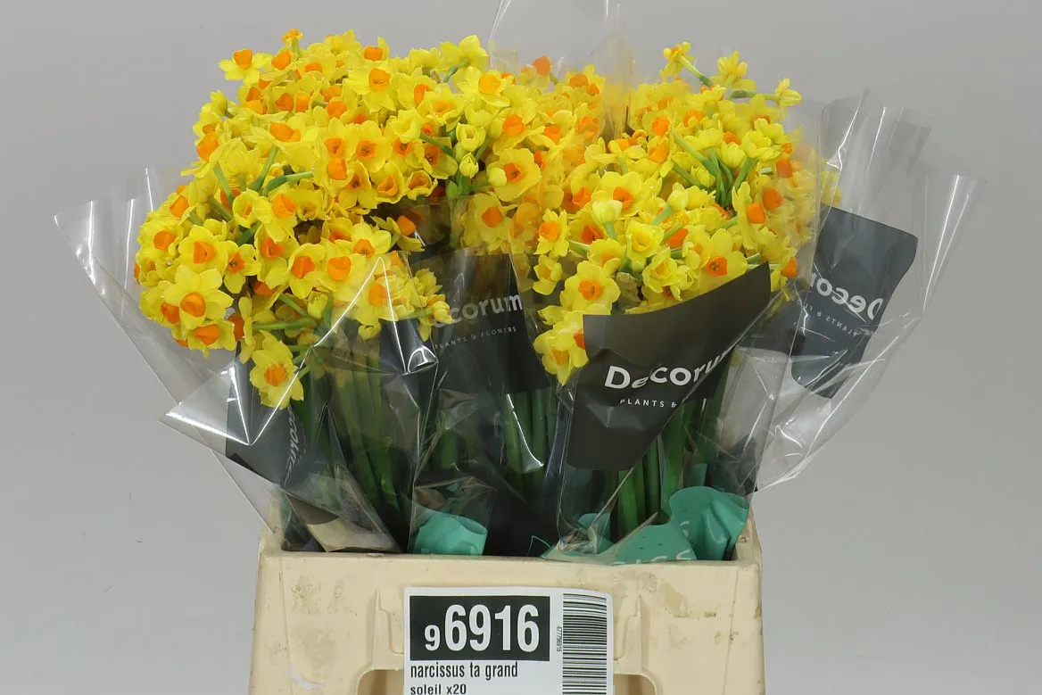 Narcissus Ta Grand Soleil X20 • 45 cm